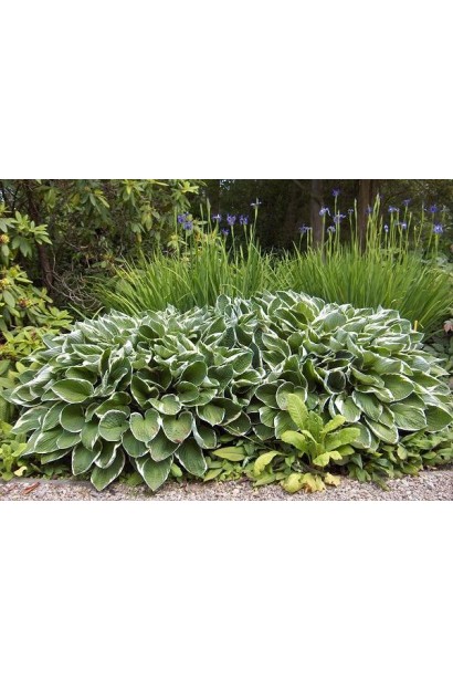 Хоста форчуна Ауреомаргината