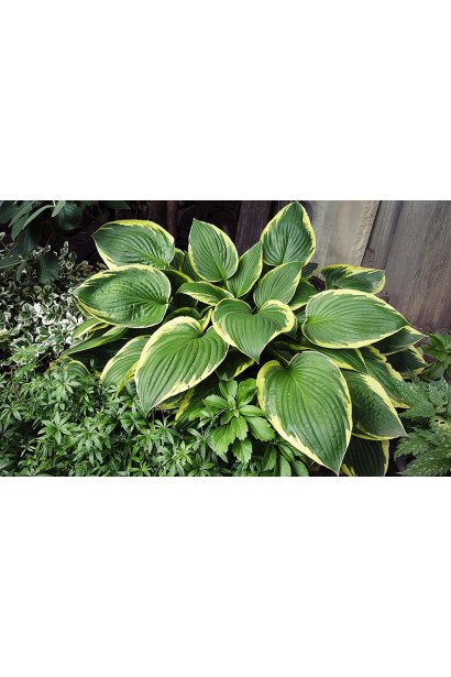 Hosta Aureomarginata is a classic for landscape design.