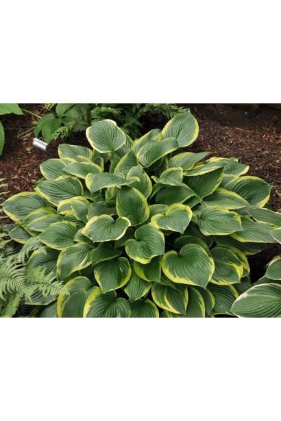 Ауреомаргината - хоста с контрастной окраской листьев.