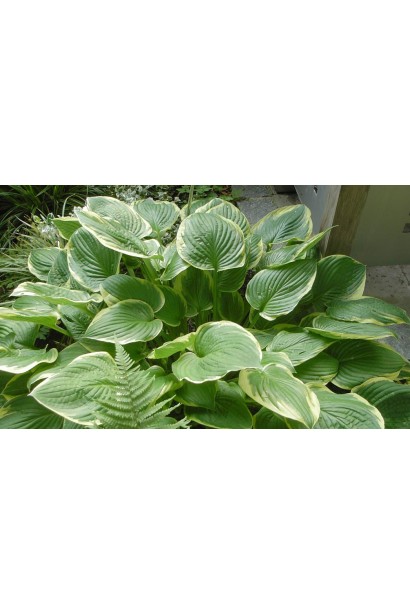 Хоста форчуна Ауреомаргината