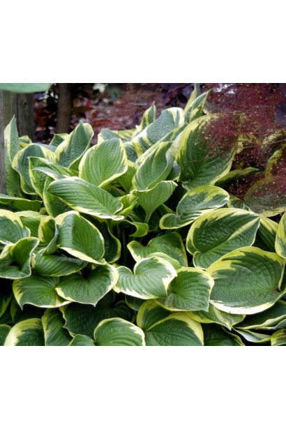 Хоста Форчуна Aureomarginata с желто-зеленым обрамлением листьев.