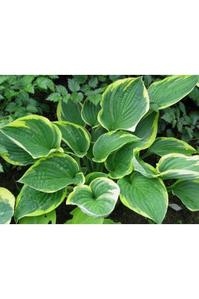 Хоста Ауреомаргината - элегантный многолетний кустарник для сада.