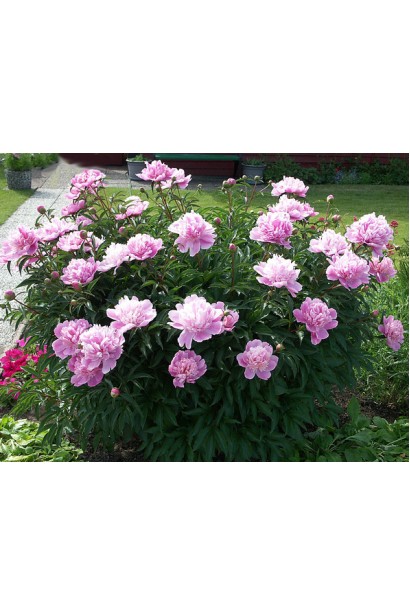 Розкішна півонія: пишні бутони й ніжна текстура квітів.