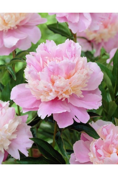 Півонія трав’яниста 