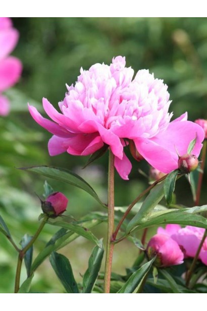 Півонія трав’яниста 