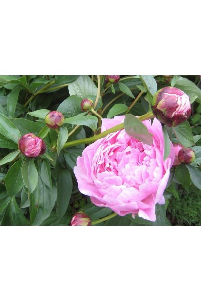 Півонія трав’яниста – класичний вибір для квітників і букетів.