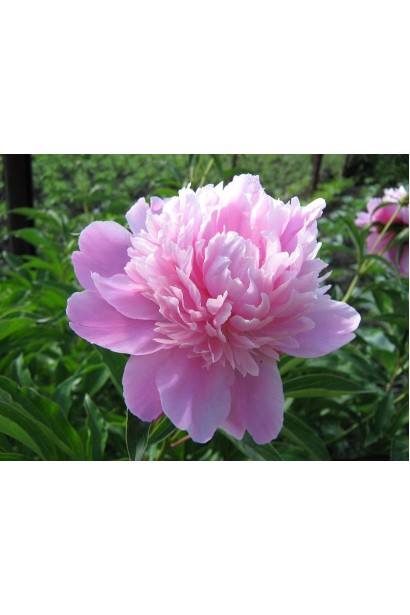 Квітка півонії – уособлення природної витонченості та шарму.