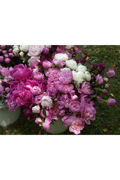 Кущ півонії трав’янистої