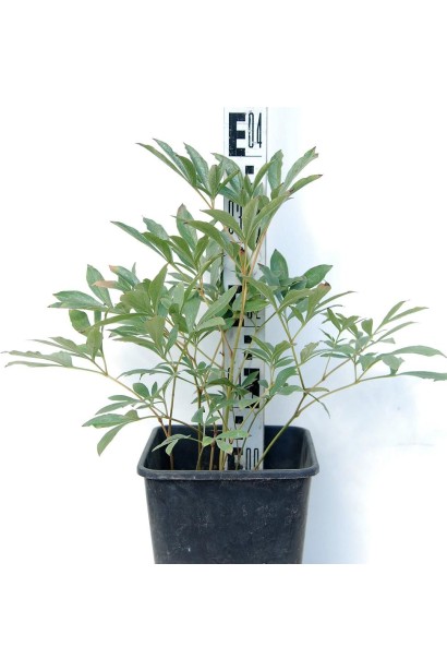 Саджанець півонії трав’янистої