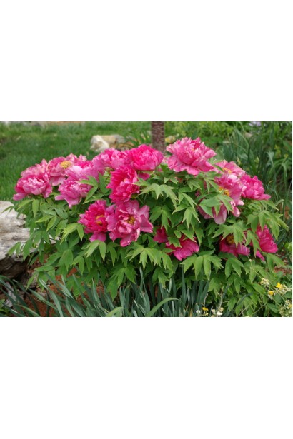Бутони Paeonia: гармонійне поєднання кольору та форми.