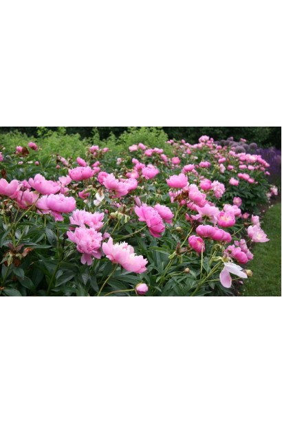 Півонія трав’яниста – багаторічник, який прикрашає сад десятиліттями.