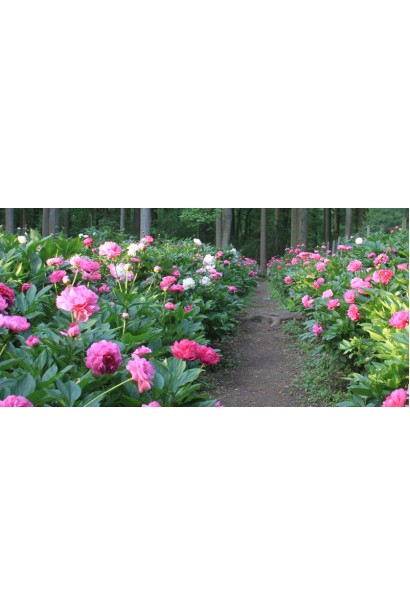 Кущ півонії трав’янистої: пишний і декоративний протягом усього сезону.