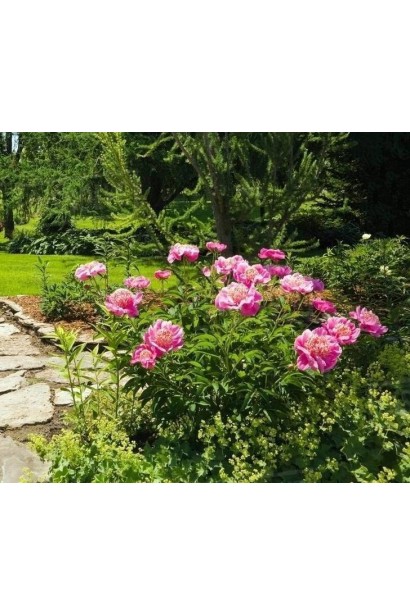 Півонія трав’яниста в ландшафті