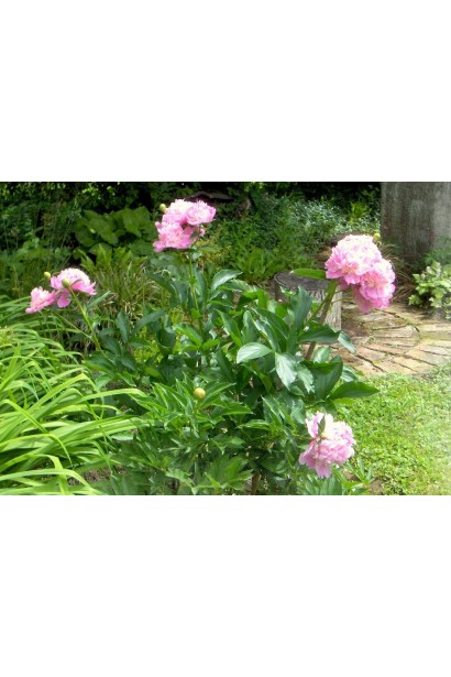 Листя Paeonia: насичено-зелене, декоративне навіть після цвітіння.