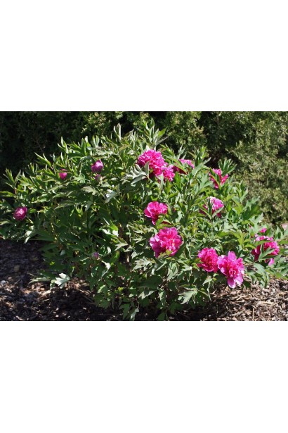 Півонія трав’яниста: класична краса саду з пишними квітами