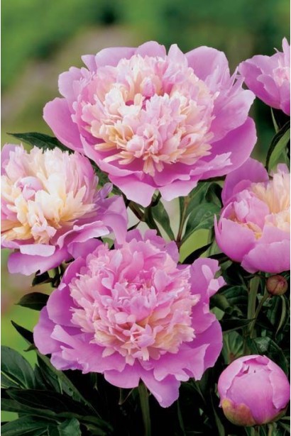 Квітки півонії трав’янистої