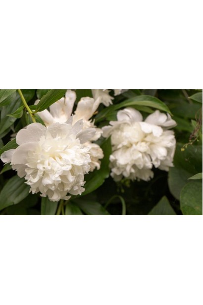 Paeonia – декоративна рослина із насиченим ароматом та витонченими пелюстками.