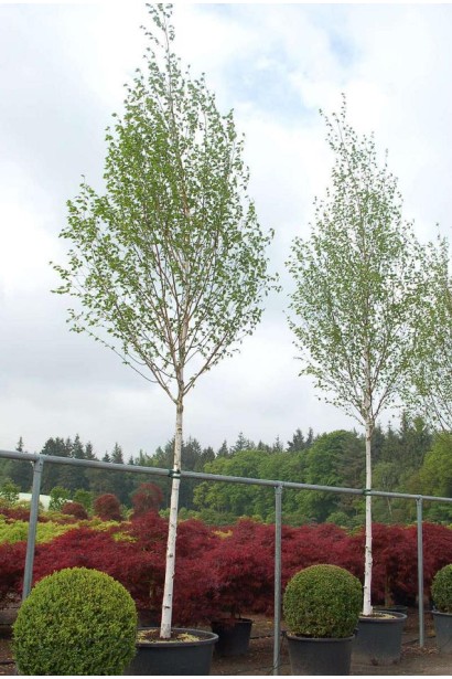 Береза полезная Доренбос в контейнере