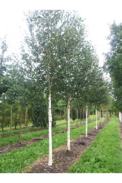 Береза полезная Доренбос в питомнике