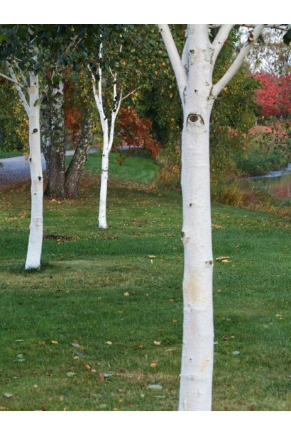 Береза полезная Доренбос в ландшафте