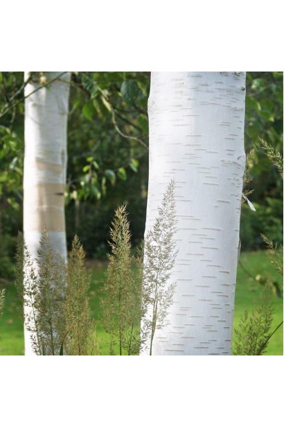 Белоствольная береза Доренбос
