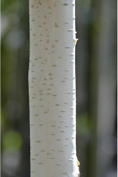 Береза Doorenbos белоснежная кора