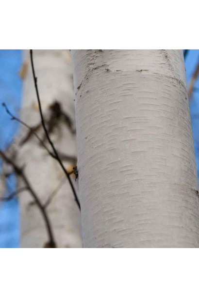 Betula utilis Doorenbos