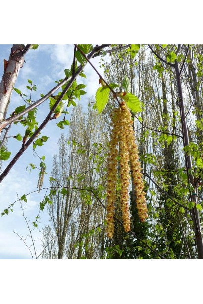 Желто-зеленые серьги березы Доренбос