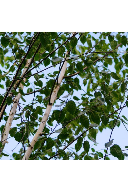 Береза полезная Доренбос