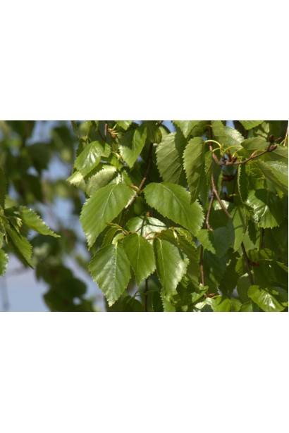 Береза полезная Доренбос зеленые листья