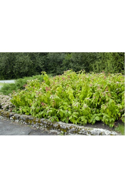 Оригинальная спирея Макрофилла для декоративных композиций.