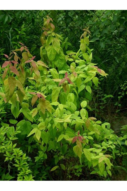 Спирея Макрофилла с большими декоративными листьями.