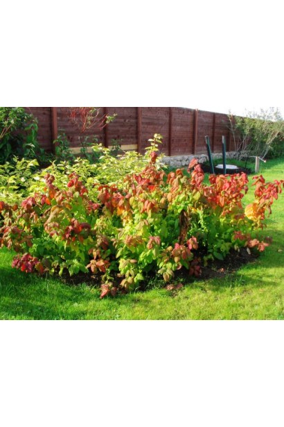 Японская спирея Макрофилла – яркий акцент в саду.