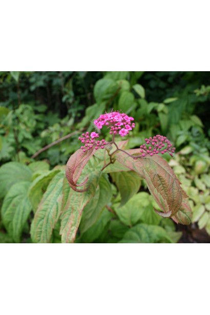 Spiraea japonica Macrophylla