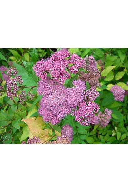 Spiraea japonica Macrophylla