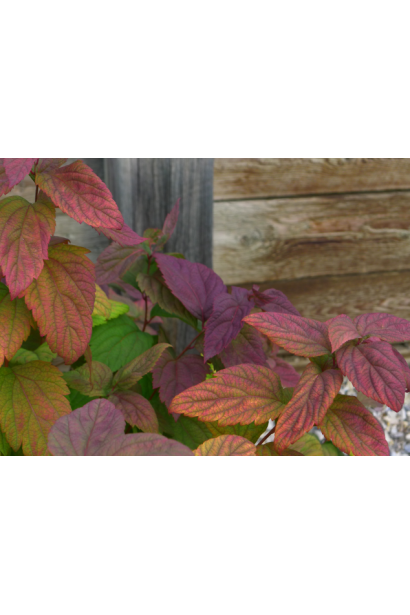 Спирея японская Макрофилла 