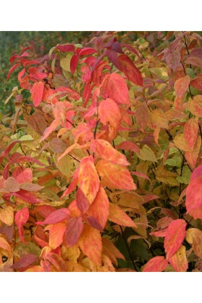 Куст спиреи Макрофилла с изменяющимися цветами листьев.