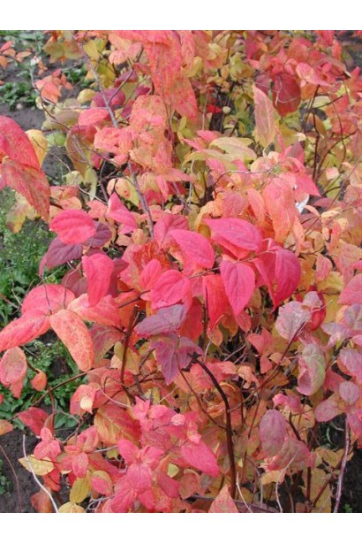 Спирея Макрофилла – украшение сада с декоративным эффектом.