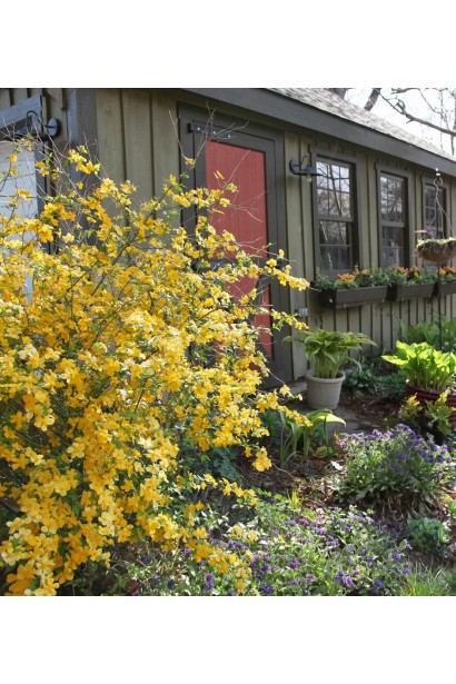 Керрія японська