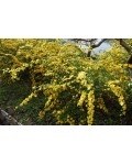 Керрія японська | Керрия японская | Kerria japonica