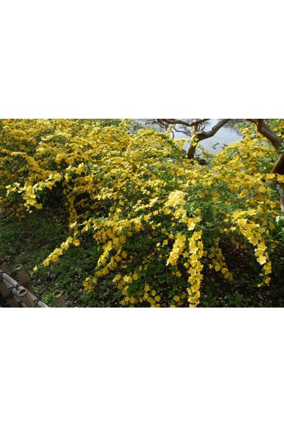 Керрія японська кущ з дугоподібними пагонами