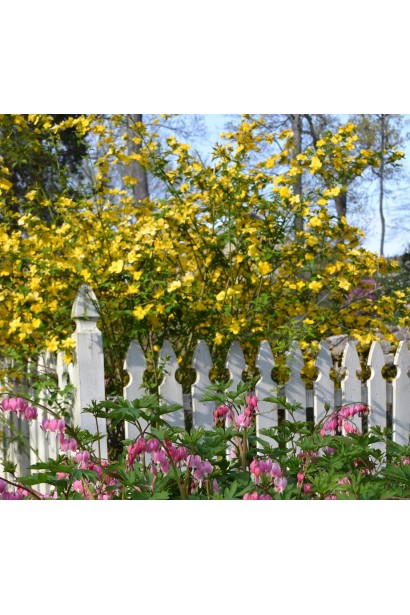 Японська троянда в саду