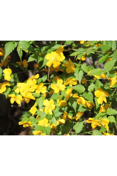 Kerria japonica