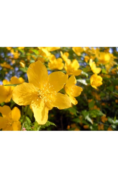 Керрія японська золотисто-жовті квіти