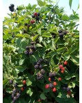 Ежевика безколючковая Натчез | Ожина безколючкова Натчез | Rubus fruticosus Natchez