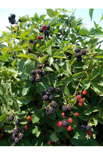  Rubus fruticosus Natchez