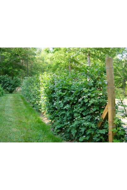 Ожина безколючкова Natchez