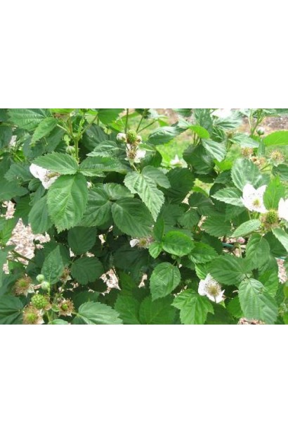 Ожина безколючкова Натчез цвітіння