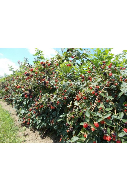 Ожина Натчез кущ з довгими пагонами