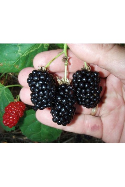 Ожина Натчез довгасті чорні ягоди